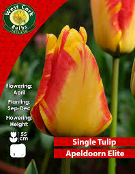 Tulip Apeldoorn Single 35 Bulbs