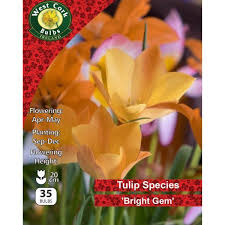 Tulip Wild Bright Gem 35 Bulbs