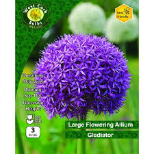 Allium Gladiator 3 Bulbs