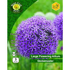 Allium Globemaster 3 Bulbs