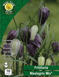 Fritillaria Meleagris 10 Bulbs
