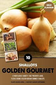 Shallot Golden Gourmet