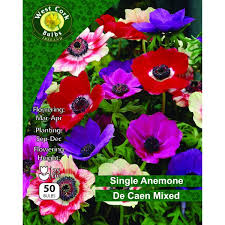 Anemone Bulbs 50 Pack