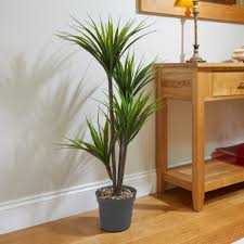 Smart Garden Dragon Tree