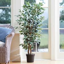 Smart Garden Weeping Fig