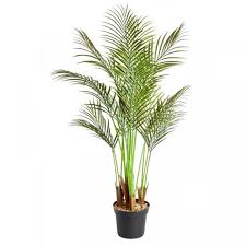 Smart Garden Phoenix Palm