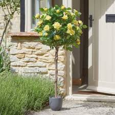 Smart Garden Regent's Roses  Sunshine Yellow 120cm
