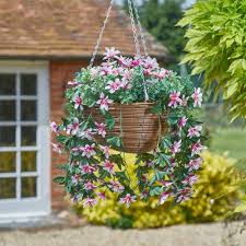 Smart Garden Regal Basket Star Gazing Light