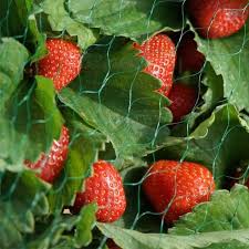 Smart Garden Garden Netting 4m x 10m