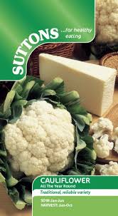 Cauliflower Seeds – All Year Round (Suttons)