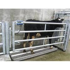 O’Neills Livestock Scales