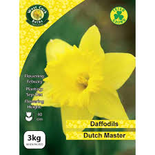 Daffodils Dutch Master 3kg