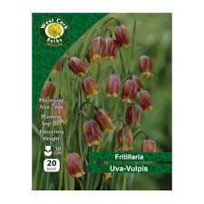 Fritillaria Uva Vulpes 20 Bulbs
