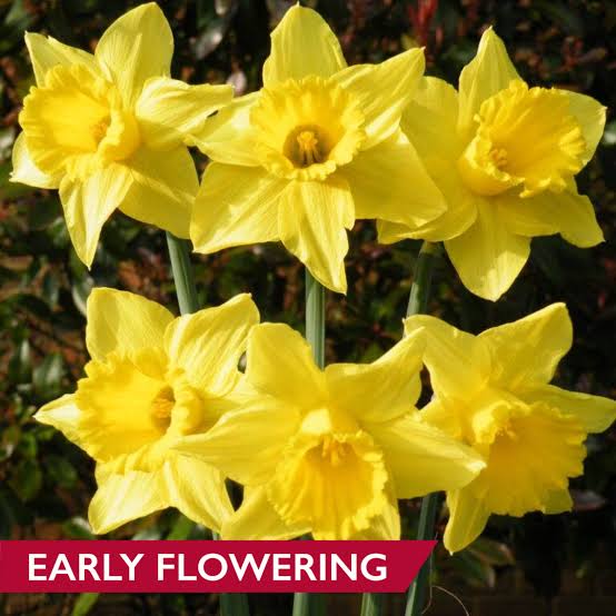 Tamara Daffodils - Multiple Sizes